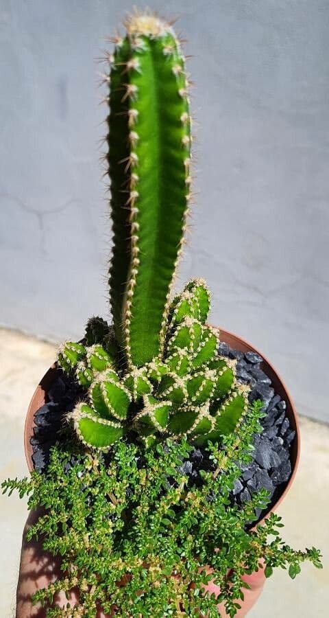 Triangular green stems of Acanthocereus tetragonus