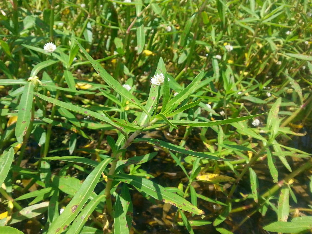 Alternanthera philoxeroides Alligatorkraut Pflanze
