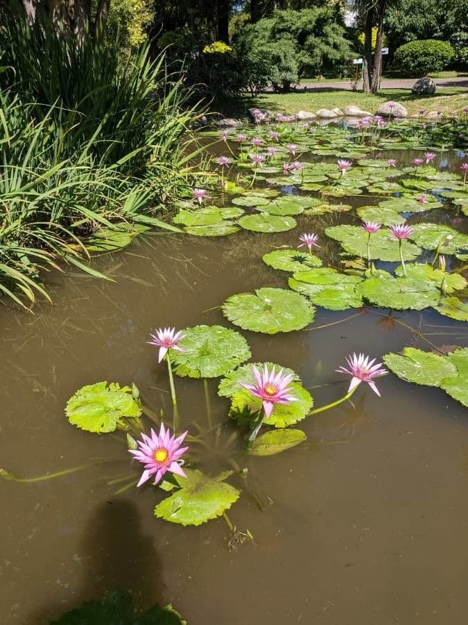 Nymphaea ampla Seerose mit breiten Blattern und Bluten auf der Wasseroberflache