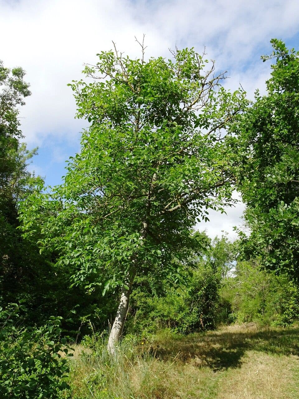 Walnussbaum (Juglans regia) zeigt charakteristische runde Früchte und elegantes Laub