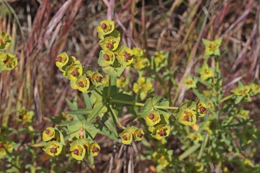 Euphorbia terracina-Pflanze zeigt charakteristische Struktur