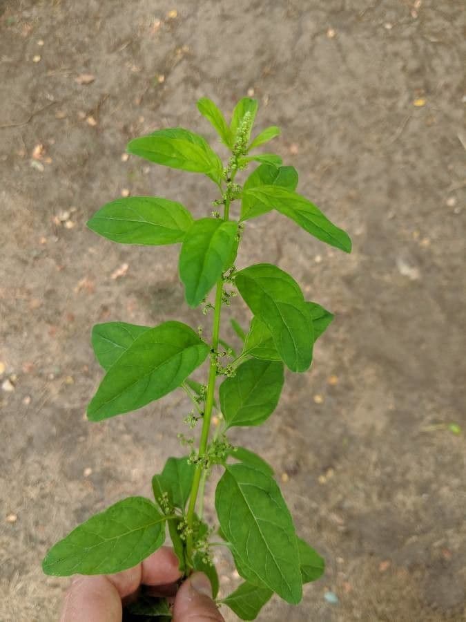 Korrelganzenvoet (Lipandra polysperma) met fijne, compacte groei