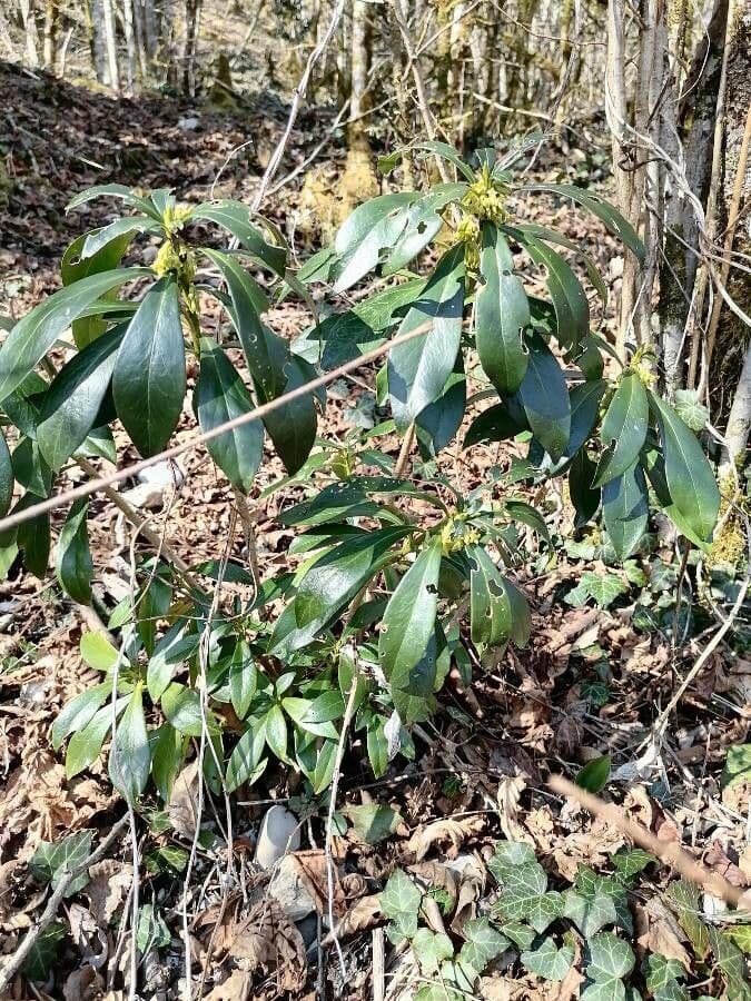 Spurge-laurel shrub in full winter bloom with small yellow flowers