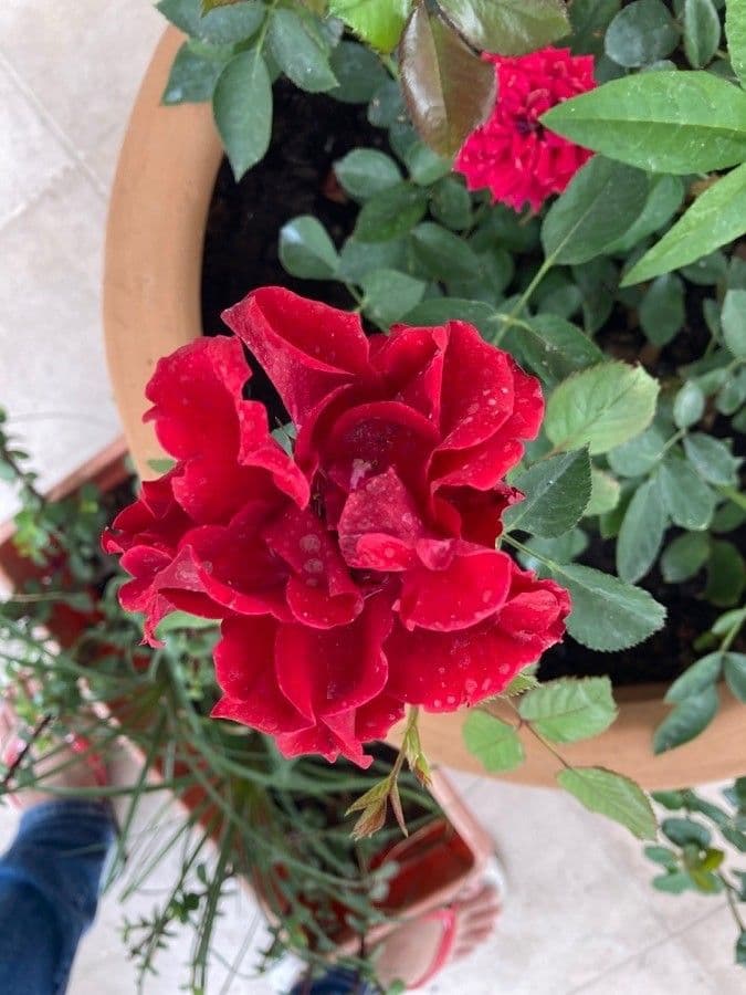 Damast roos (Rosa x damascena) met volle roze bloemen en weelderige bloei