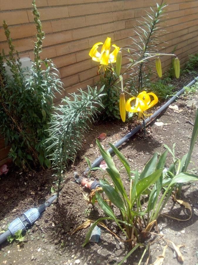 Orange-rote Tigerlilienblüten mit gefleckten Blütenblättern