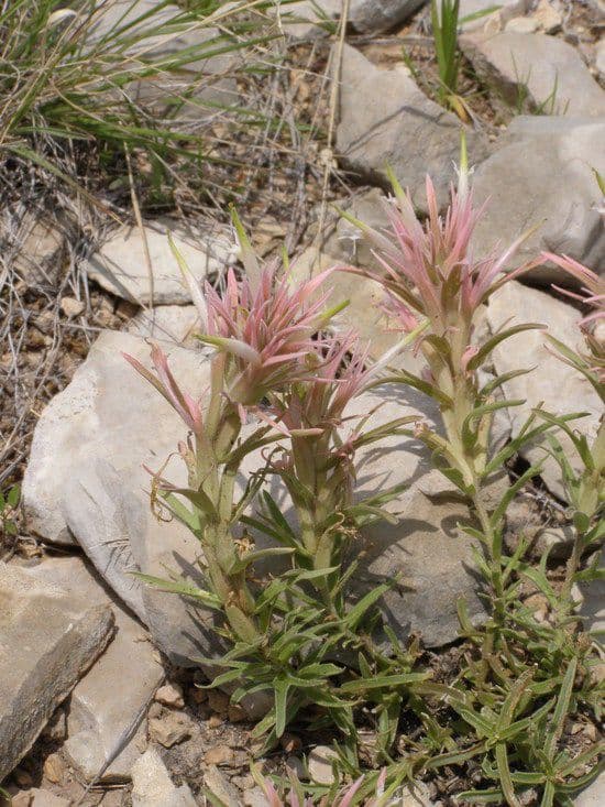 Castilleja sessiliflora in Blüte auf einer trockenen Prärielandschaft