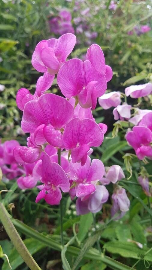 Duftwicke mit duftenden, farbenfrohen Blüten in Violett, Rosa, Rot und Weiß