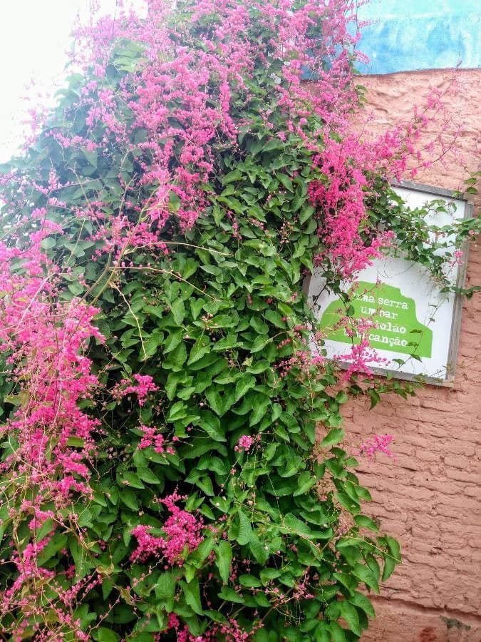 Chain-of-love Pflanze mit korallenrosa Bluten