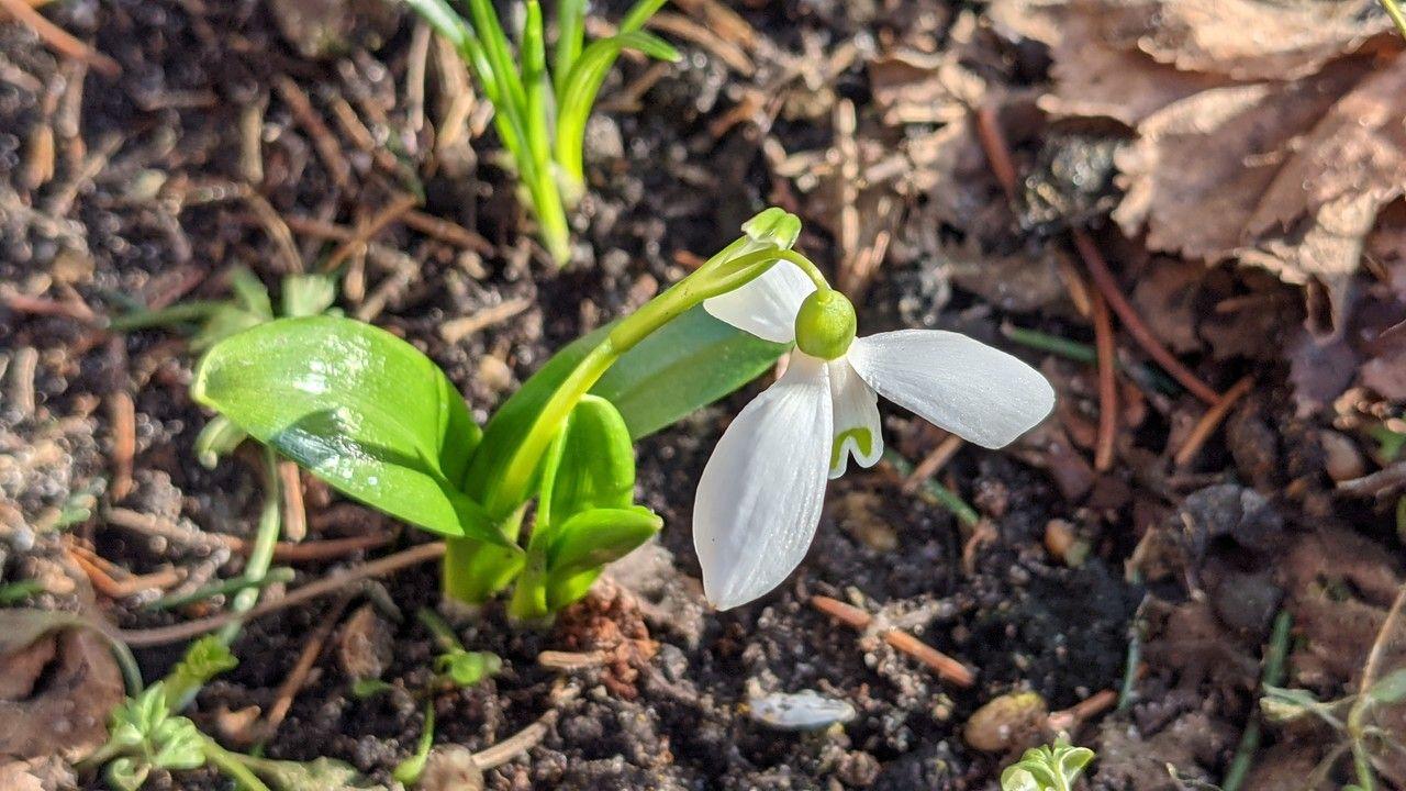 Perce-neige vert (Galanthus woronowii) en fleur sous des arbres feuillus, avec des feuilles brillantes et des pointes de fleurs verdâtres