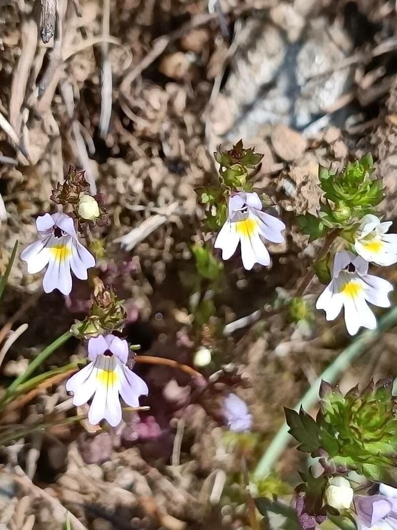 Plante Euphrasia nemorosa avec des fleurs delicates