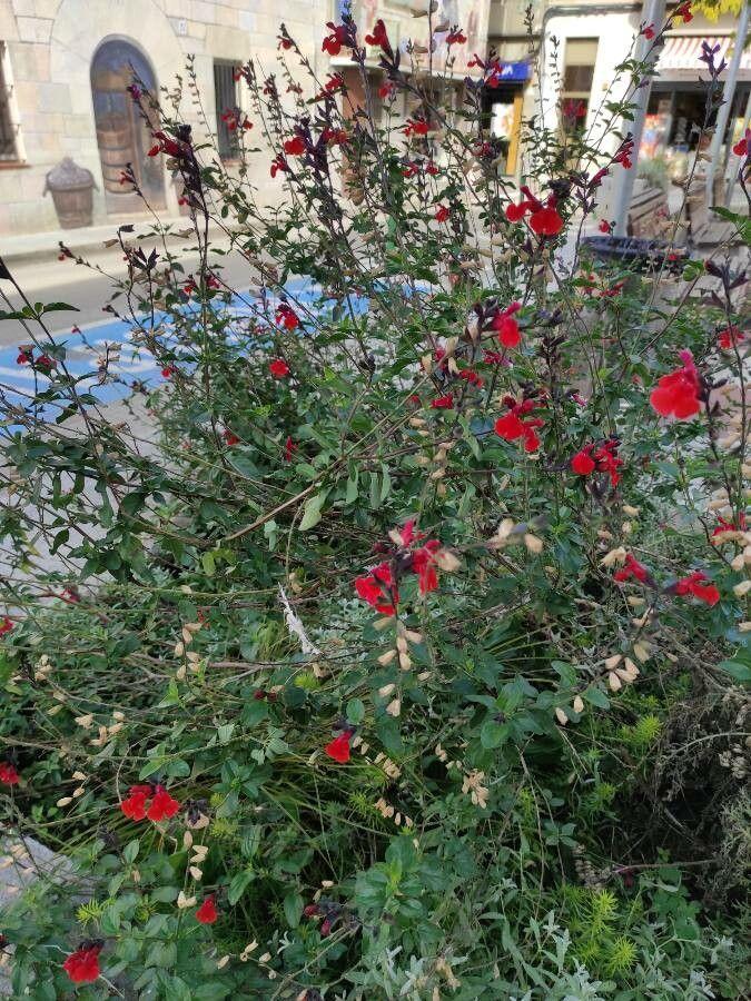 Johannisbeer-Salbei mit röhrenförmigen rosa und roten Blüten in einer sonnigen Beetanlage mit Kiesmulch