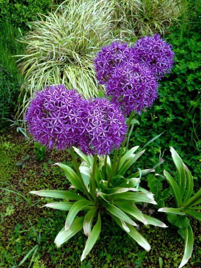 Allium giganteum in voller Blüte mit kugelförmigen violetten Blüten über dem Laub