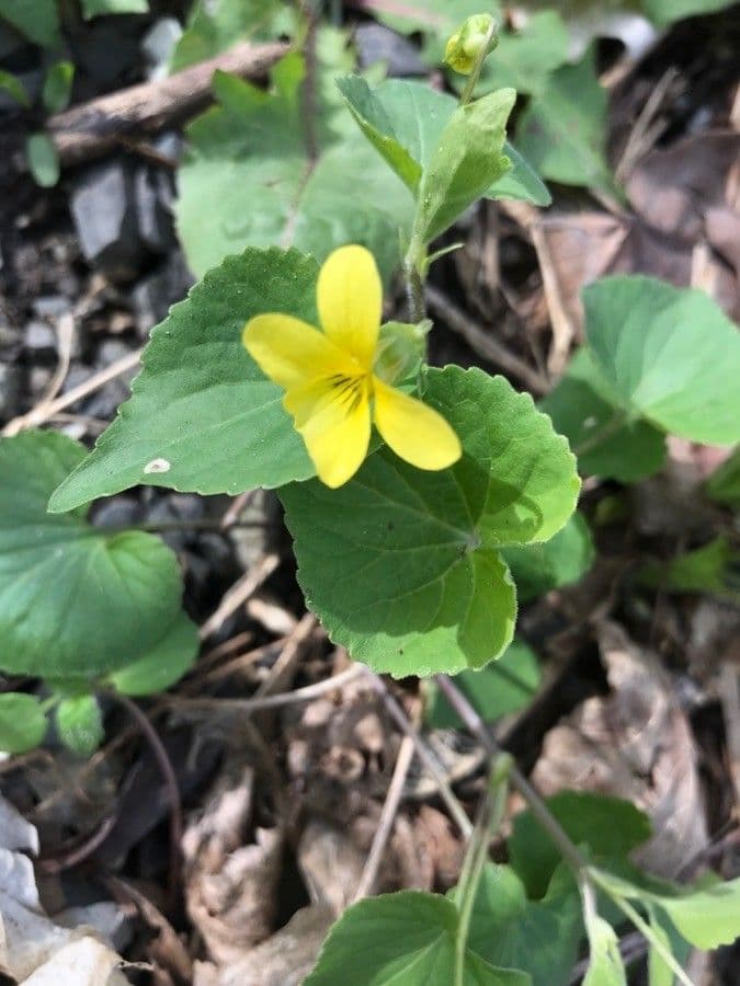 Gele bloemen met donkere adertjes van het donzig geel viooltje Viola pubescens in bosschaduw