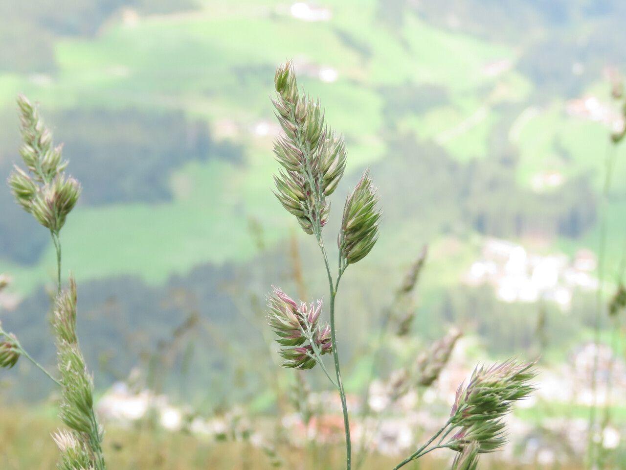 Knaulgras in voller Blüte, mit dichten grünen Blütenständen über dem Laub in einer sonnigen Wiese