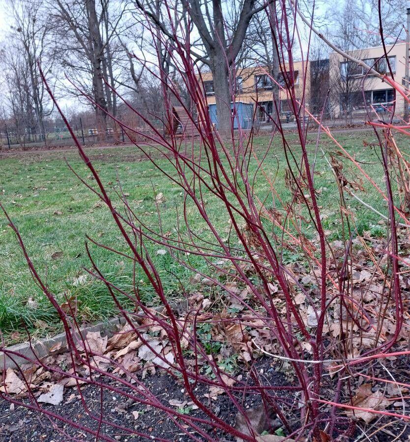 Seidiger Hartriegel mit leuchtend roten Trieben und weißen Blüten im Frühjahr