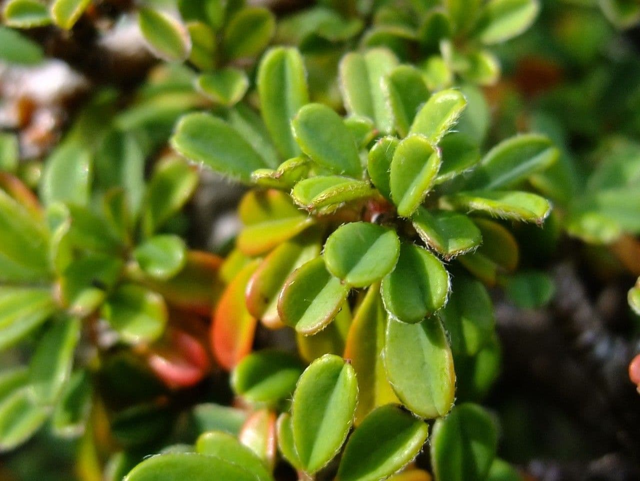 Congested cotoneaster (Cotoneaster congestus) with red berries and fine foliage
