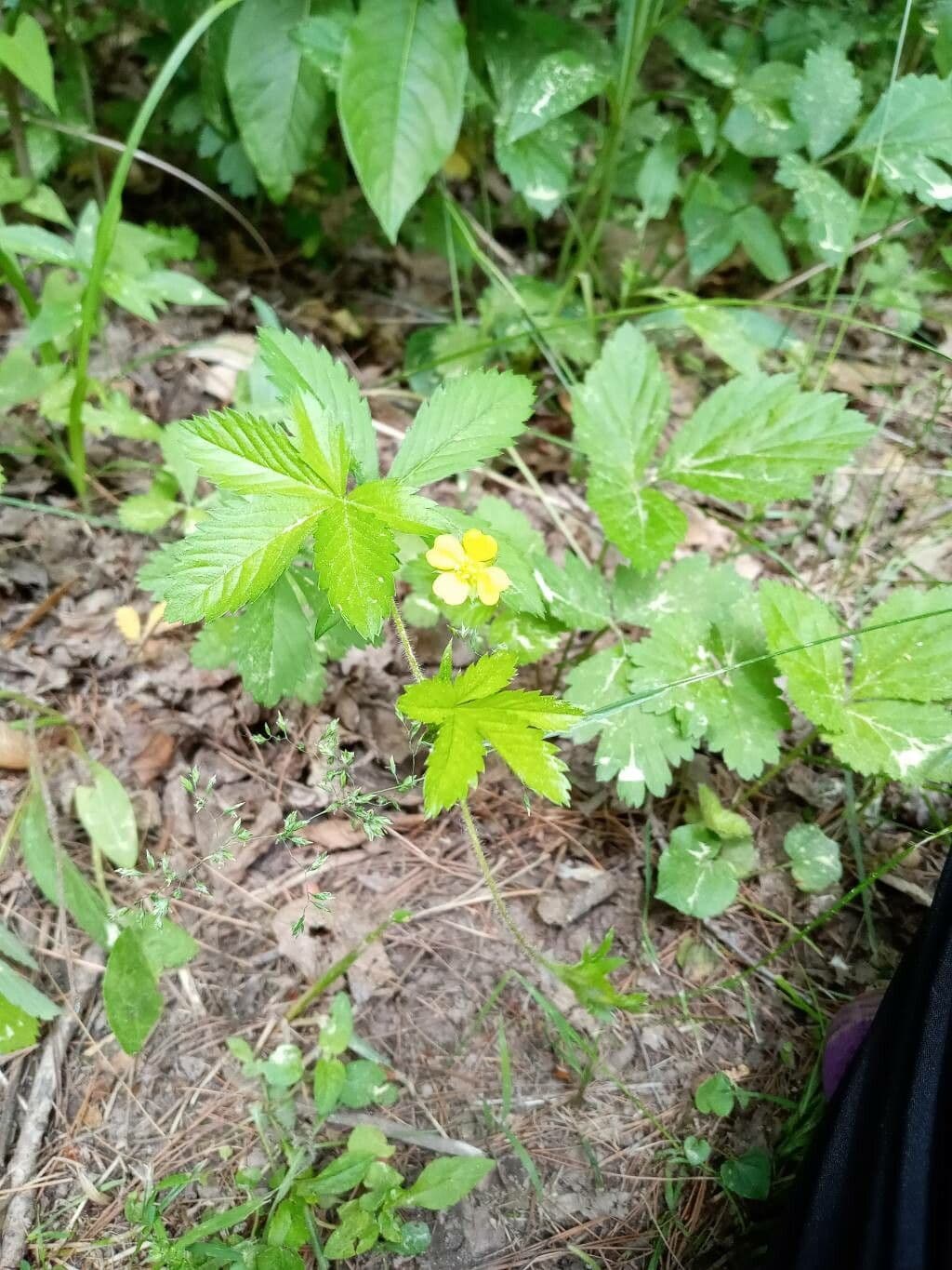 Potentille simple avec de petites fleurs jaunes sur des plantes basses et etalees