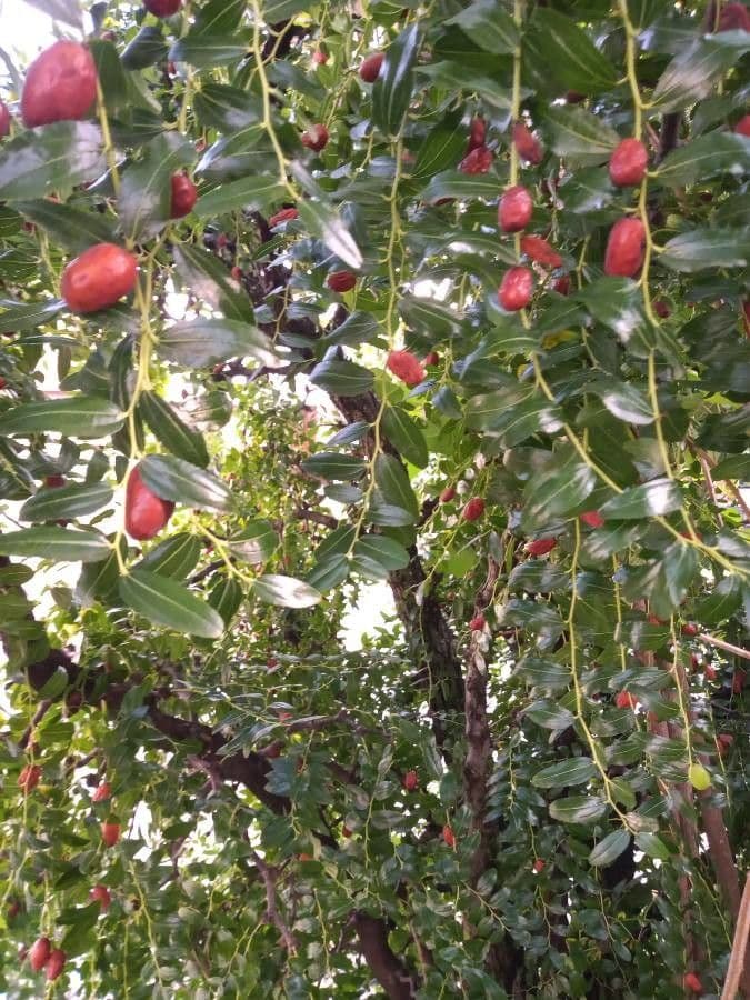 Jujube fruits on tree