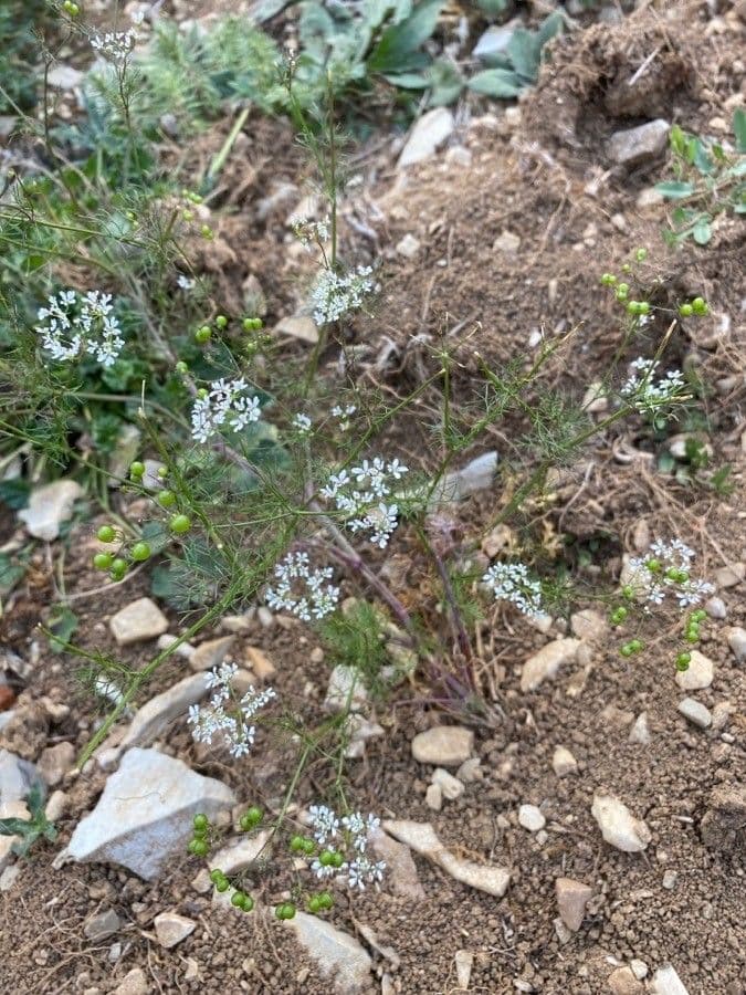 Bifora radians delicate white flowers feathery foliage