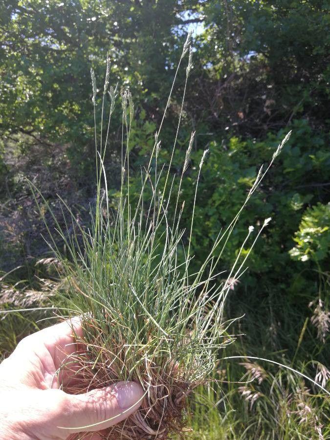Schafschwingel in voller Blüte in einem sonnigen, naturhaften Gartensetting