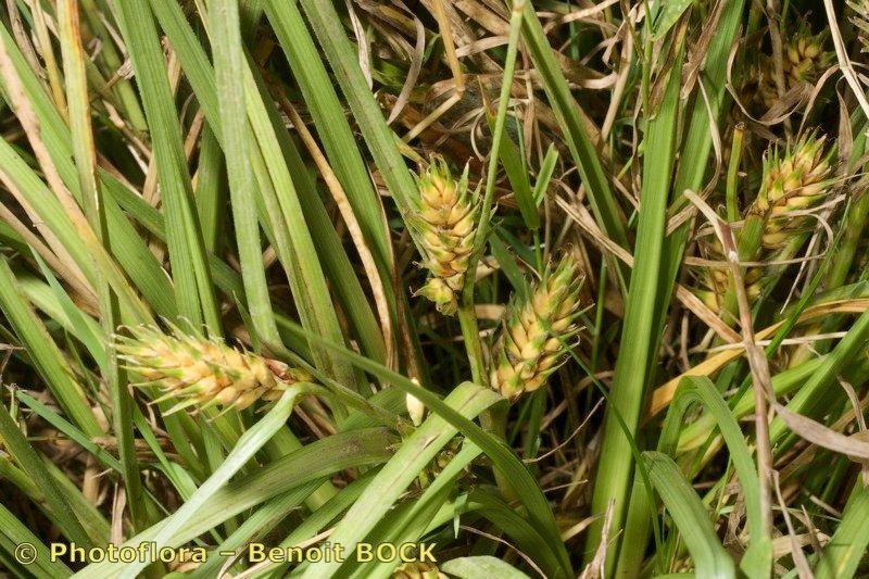 Gerstzegge (Carex hordeistichos) in volle bloei op een licht beschaduwde plek in de tuin