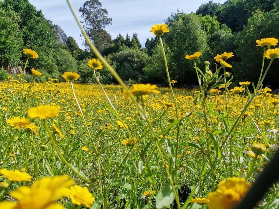 Marguerite méditerranéenne affichant fleurs jaune éclatant et feuillage vert