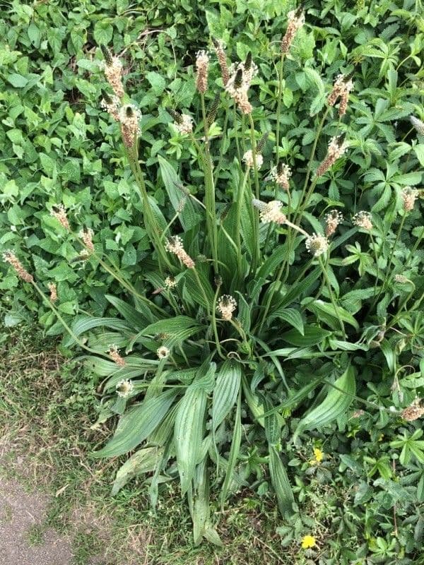 Plantago lanceolata avec feuilles lanciolees et epis floraux
