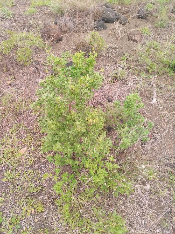 Pot marjoram in full bloom in a sunny herb border with lavender and thyme