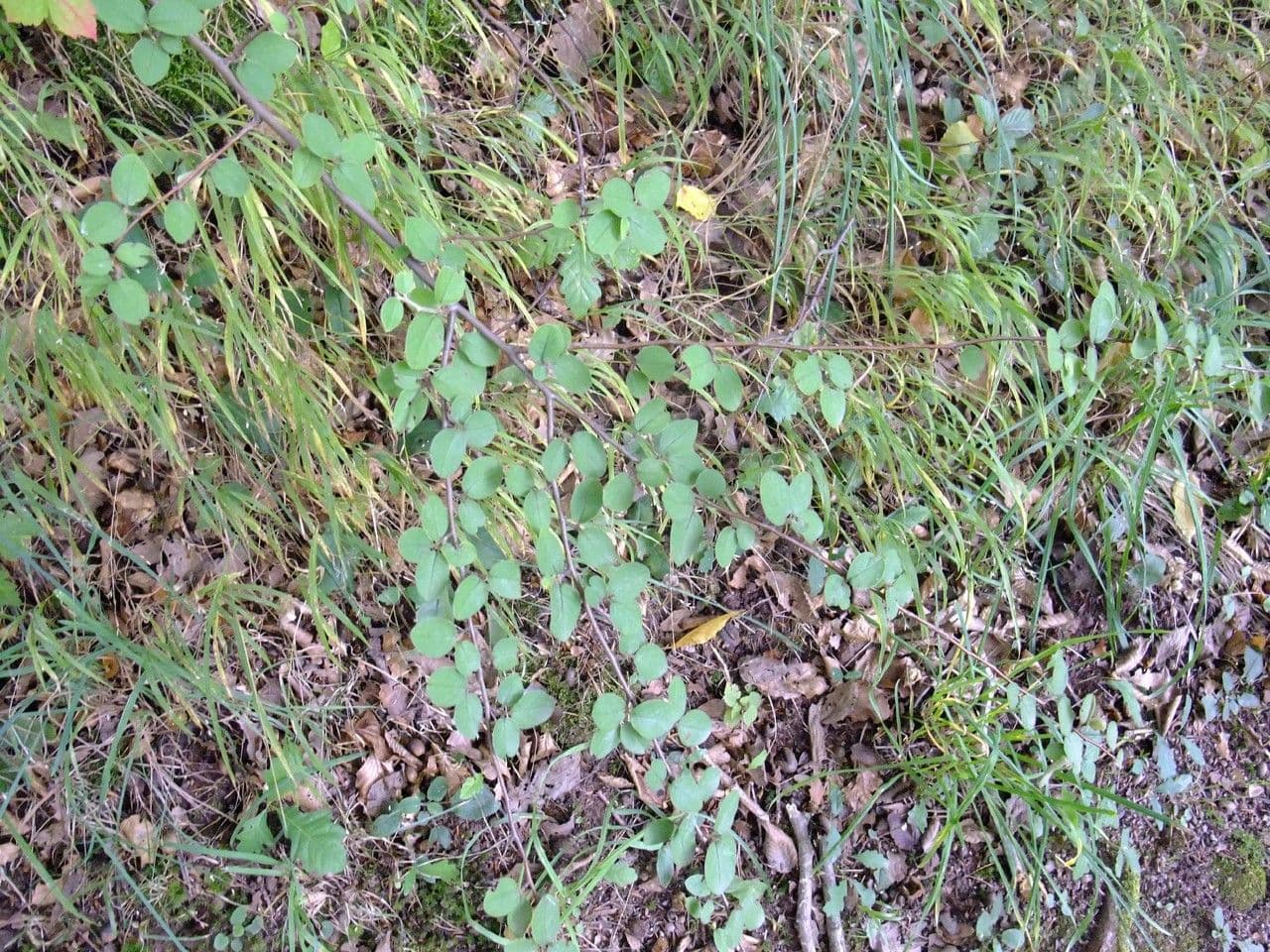 Cotoneaster zabelii Aste mit roten Fruchten