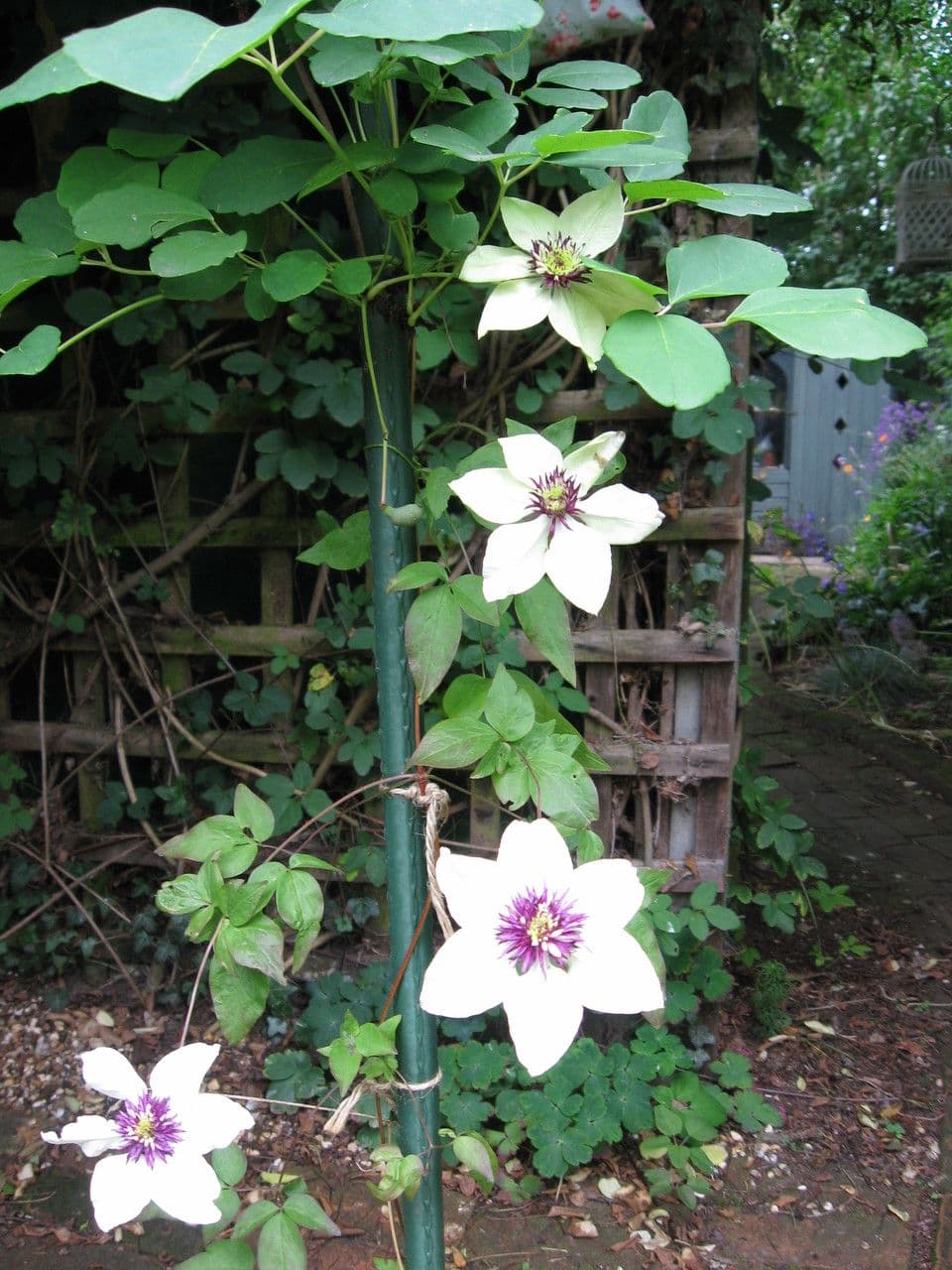 Clematis florida mit charakteristischen weien Bluten