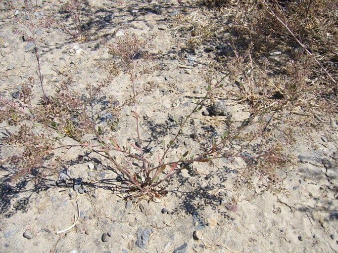Featherleaf pepperweed with fine feathered foliage