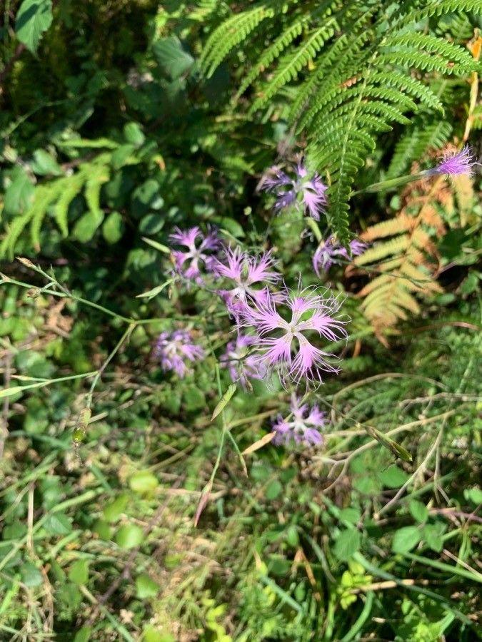 Bouquets d’oeillets superbes aux fleurs pourpre dentelées en fleur dans une bordure ensoleillée