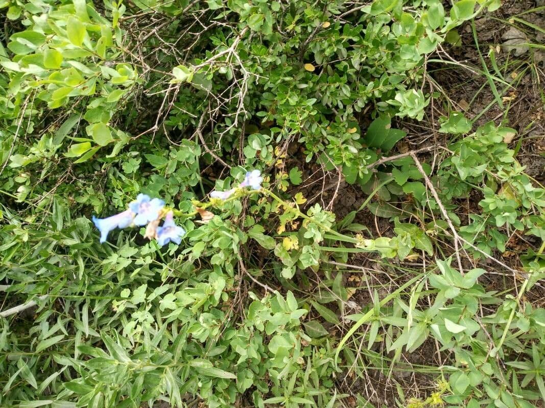 Penstemon albertinus in voller Blüte mit leuchtend blauen Röhrenblüten