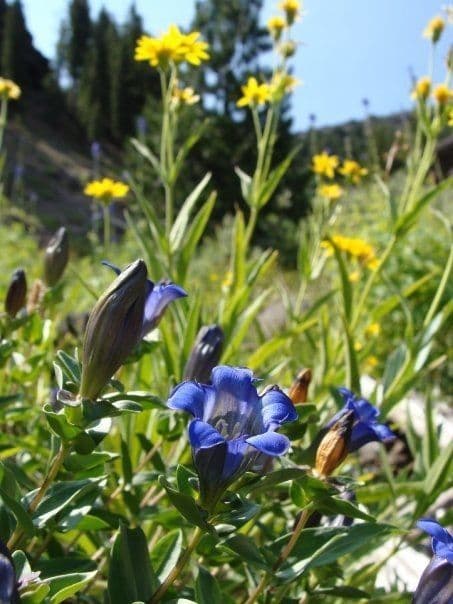 Gentiana calycosa mit tiefblauen trichterförmigen Blüten auf einer Bergwiese