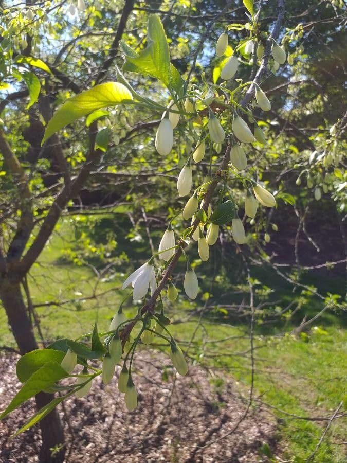 Halesia diptera mit haengenden weissen Glockenbluten an den Aesten im Fruhjahr