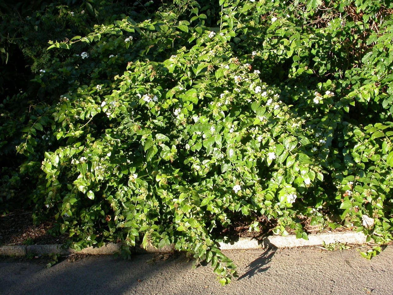 Arabian jasmine with fragrant white flowers