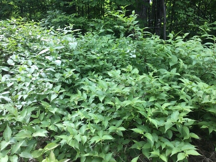 Diervilla shrub with yellow flowers and green leaves