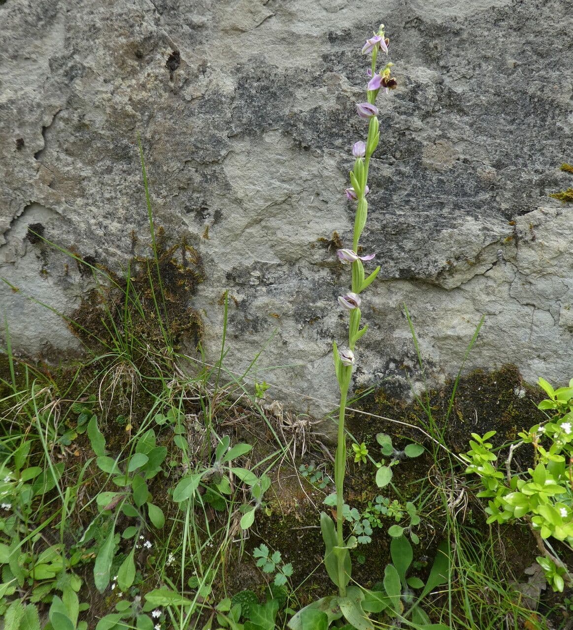 Ophrys apifera Bienenragwurz mit Bluten, die weiblichen Bienen mit dunkelbrauner Lippe und gelben Markierungen ahneln