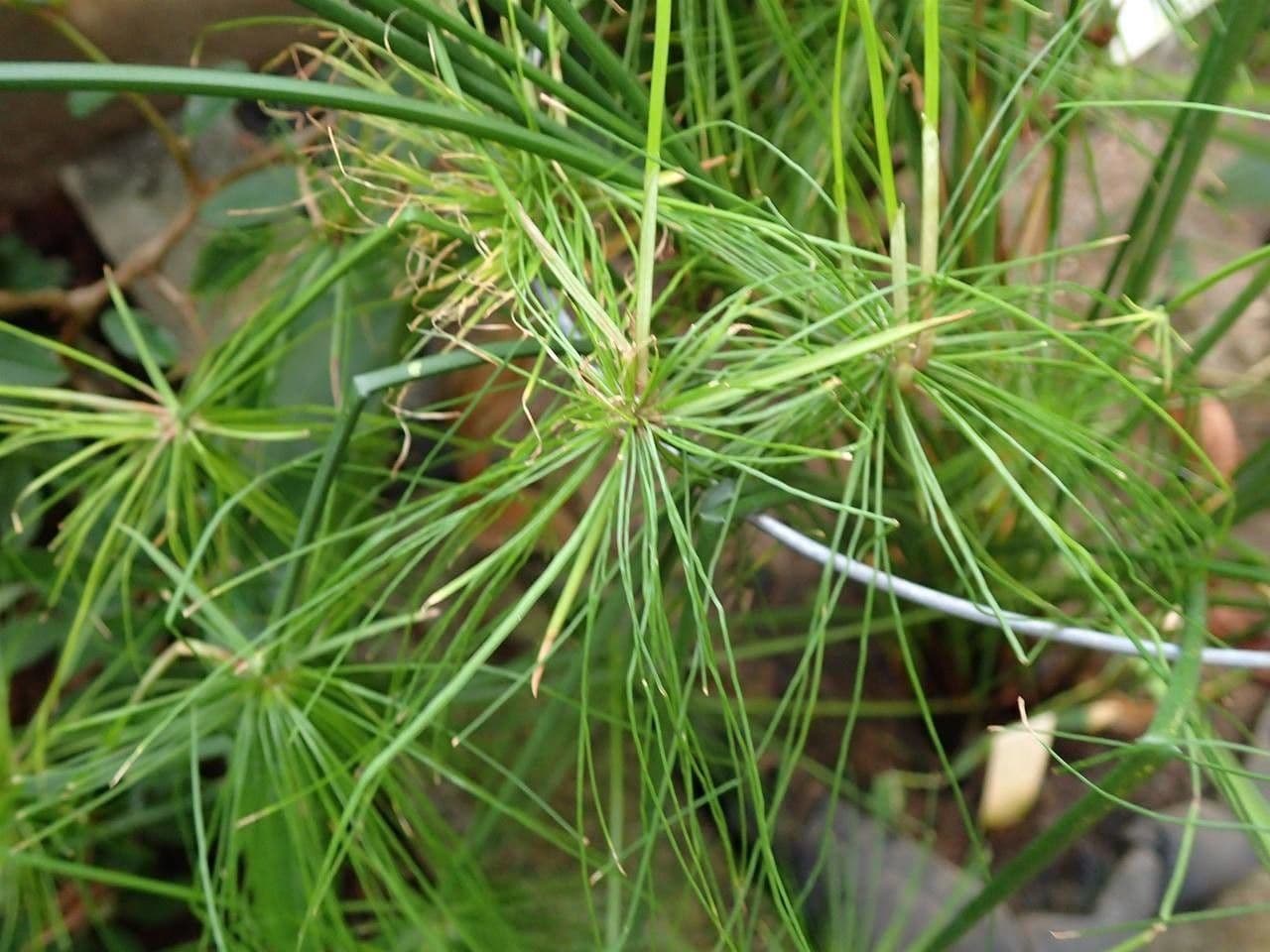 Plante de sedge cyperus haspan dans l'eau