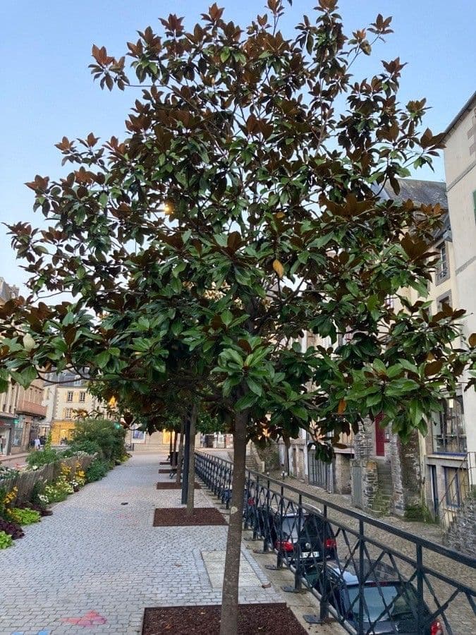 Bull Bay mit großen weißen Blüten und glänzendem Laubwerk