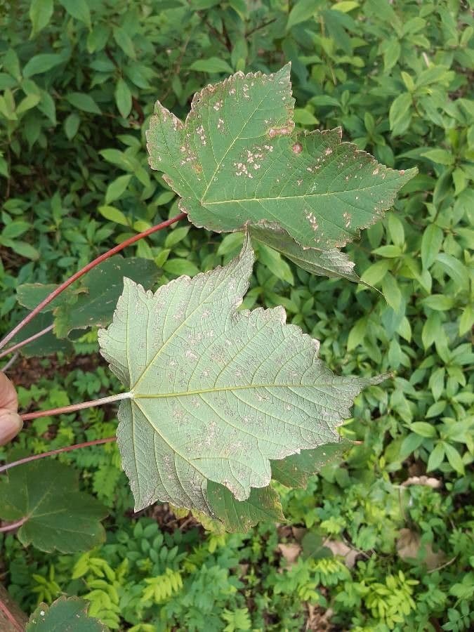 Feuille d'Acer caesium et couleurs automnales