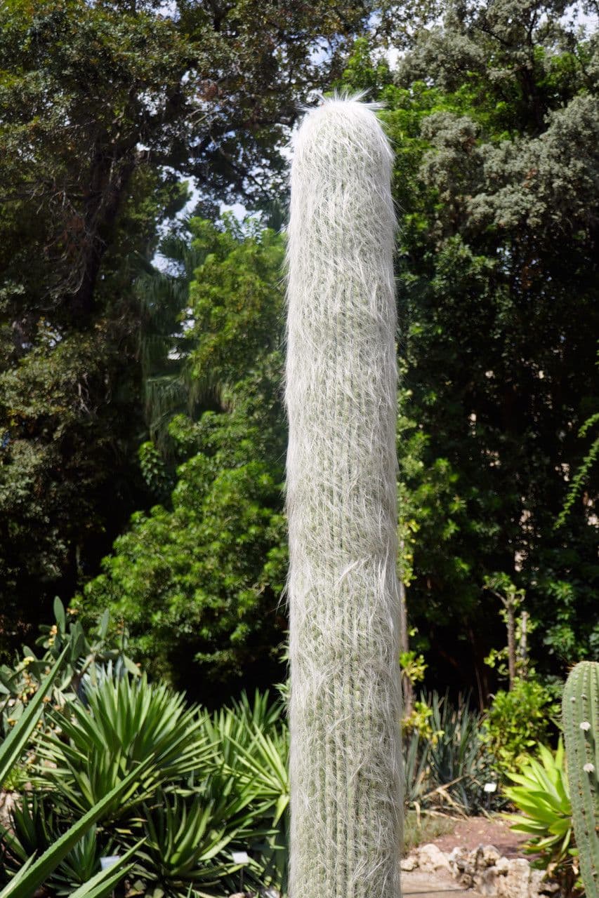 Old Man Cactus with characteristic long white hair-like spines