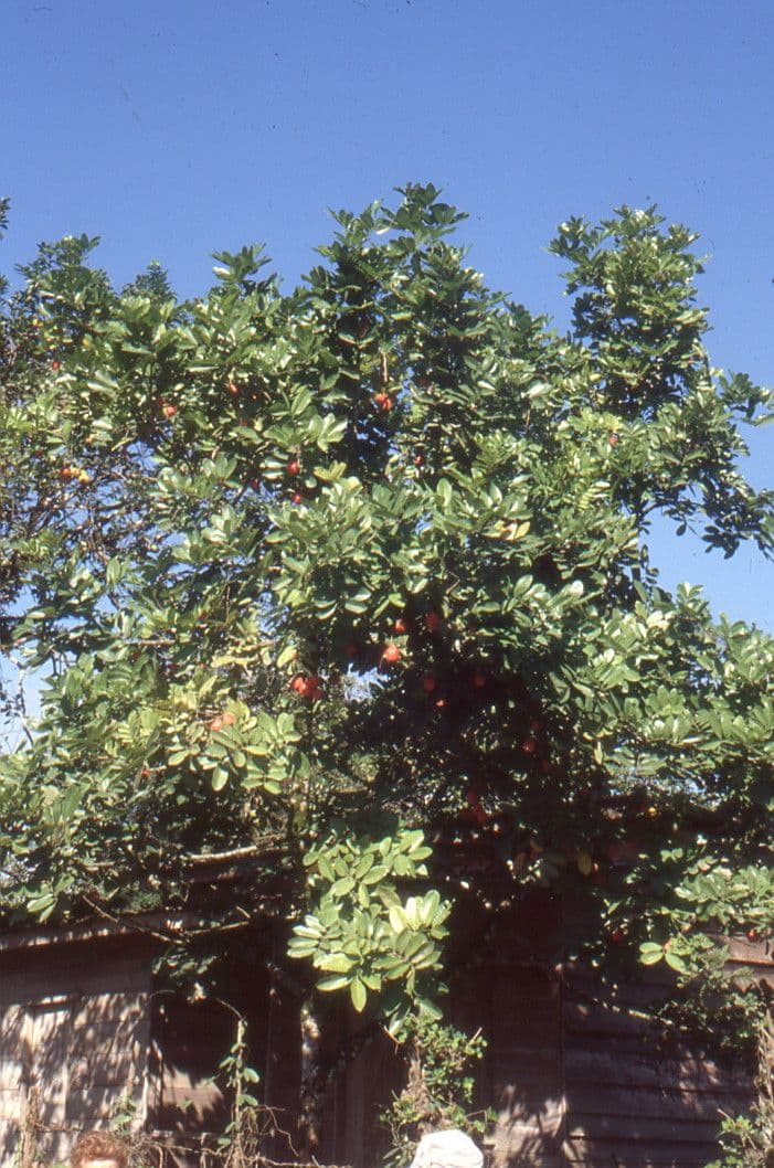 Blighia sapida ripe red fruits opening to reveal yellow arils