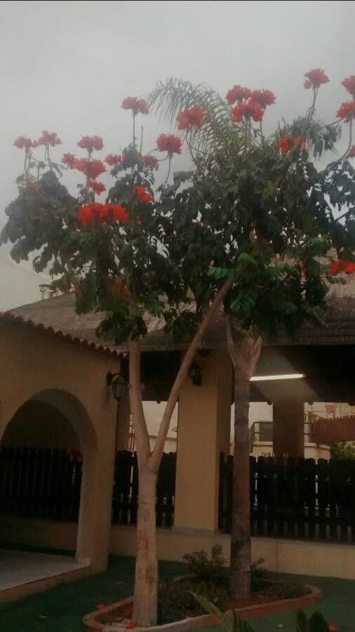 Afrikanischer Tulpenbaum mit roten Bluten