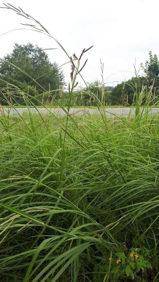 Andropogon gerardii barbon de Gerard en pleine croissance