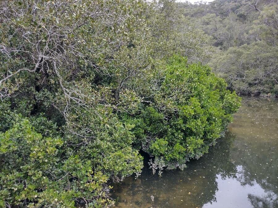 Aegiceras corniculatum Mangrove mit charakteristischen kleinen weißen Blüten und glänzendem grünem Laub