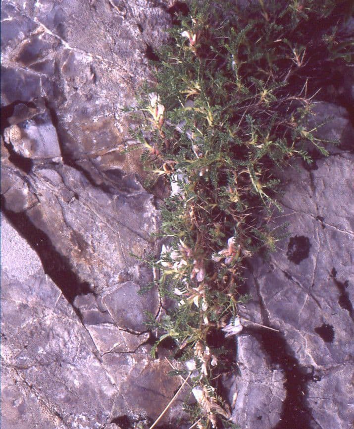 Astragalus sempervirens bloemende struik op rotsachtige helling