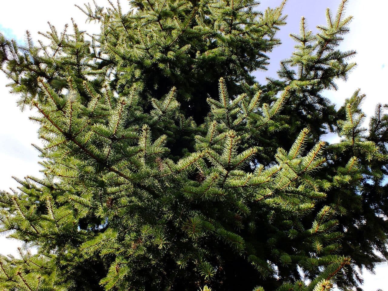 Draakspar groeiende in berglandschap
