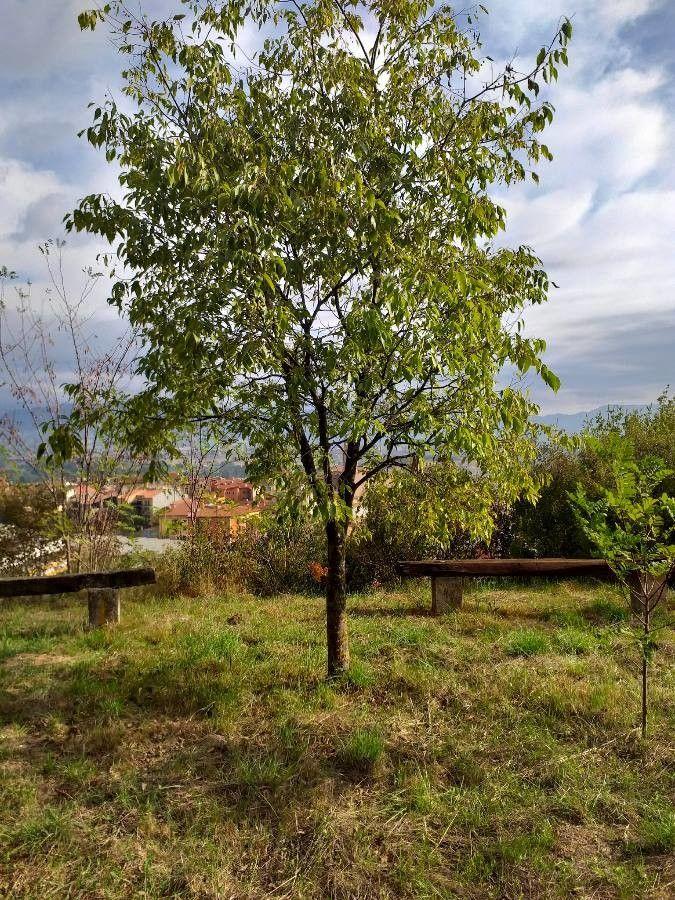 Südlicher Zürgelbaum im Wachstum mit grünlichen Blüten im Frühjahr