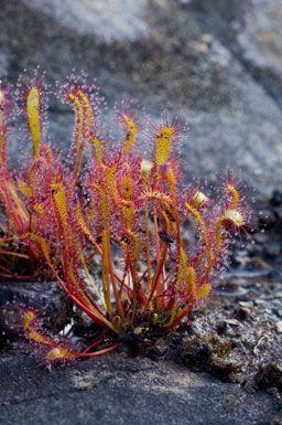 Drosera anglica mit langen, klebrigen Blättern und kleinen weißen Blüten in einer Moorbeet-Anlage